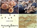 Psathyrella laevissima-amf1607